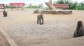 Japanese Macaque Monkeys Running After Each Other HD HD Footage