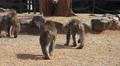 Japanese Macaque Monkeys Walk Away From Camera 4K 4k or 4k+ Resolution