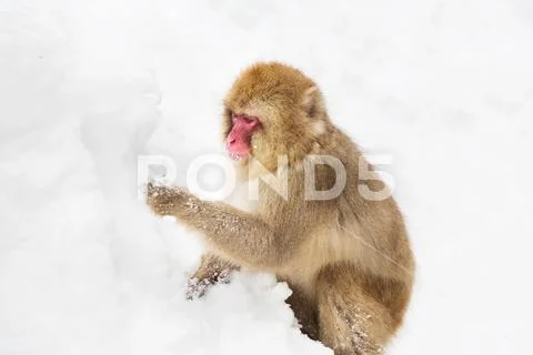 Japanese macaque or monkey searching food in snow Stock Photos