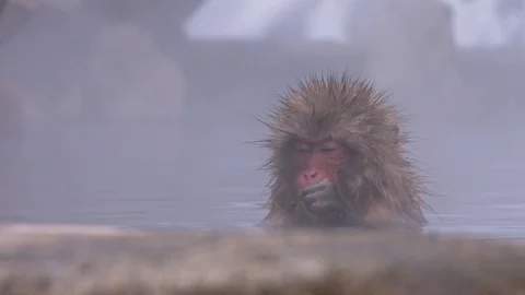 Japanese macaque or snow monkey with onsen at snow monkey park or Jigokudani Video stock 125065182