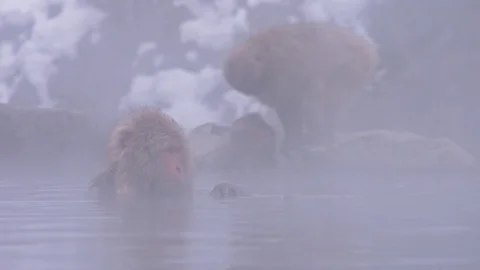 Japanese macaque or snow monkey with onsen at snow monkey park or Jigokudani Video stock 125065194
