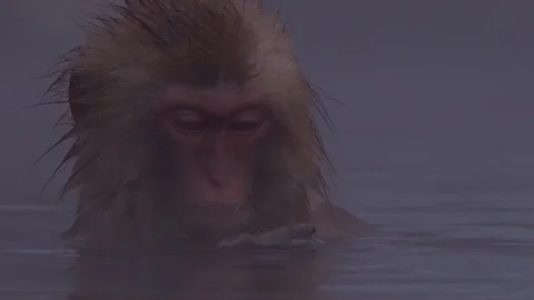 Japanese macaque or snow monkey with onsen at snow monkey park or Jigokudani Video stock 125065210