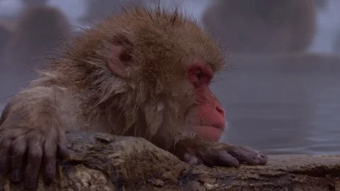 Japanese macaque or snow monkey with onsen at snow monkey park or Jigokudani Video stock 125065211