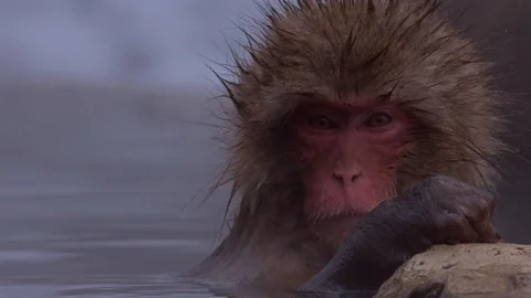 Japanese macaque or snow monkey with onsen at snow monkey park or Jigokudani Stock Footage 125065247