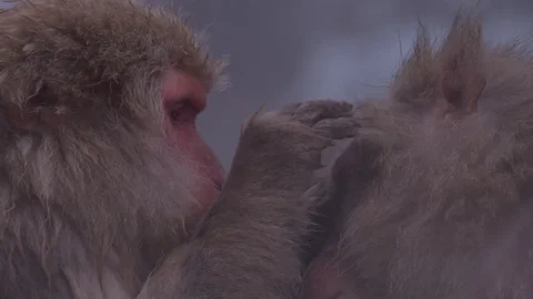 Japanese macaque or snow monkey with onsen at snow monkey park or Jigokudani Video stock 125065318