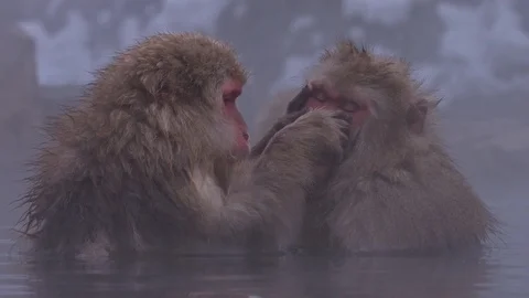 Japanese macaque or snow monkey with onsen at snow monkey park or Jigokudani Video stock 125065349