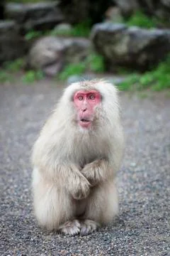 Japanese macaque Stock Photos