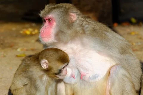 Japanese macaque Stock Photos