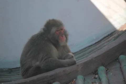 Japanese macaque Stock Photos