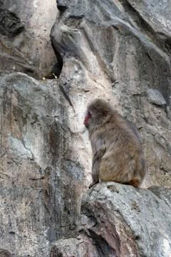 Japanese Macaque Stock Photos