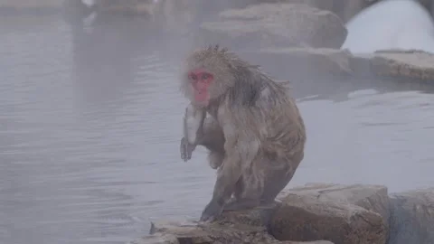 Japanese Macaque Resting and Scratching Face After Hot Spring Bath Stock Footage 333229642