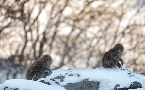 Japanese macaque. Scientific name: Macaca fuscata, also known as the snow mon Stock Photos