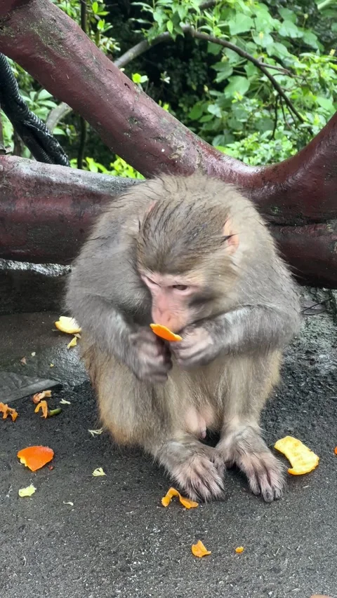 Japanese macaque sitting on ground and eating citrus fruit. Video stock 336545007