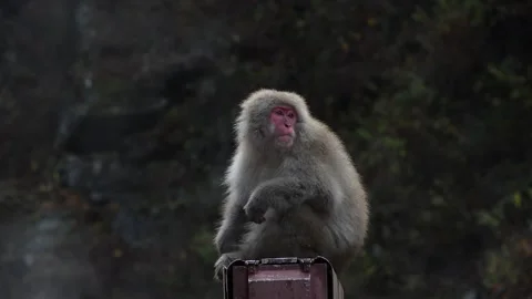 Japanese macaque sitting on a post Vídeo Stock 308883983