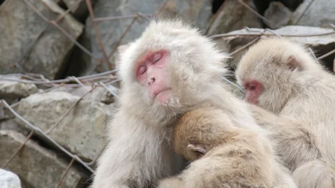 Japanese macaque sleeping while her husband clean her Stock Footage 104525300