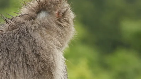 Japanese Macaque (Snow Monkey) Stock-Footage 65426327