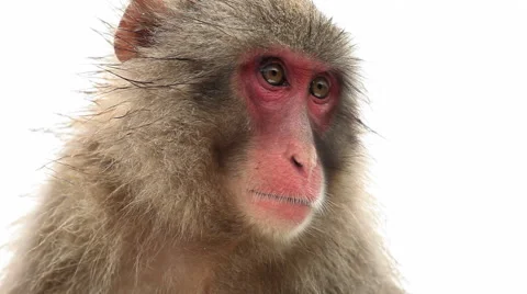 Japanese Macaque (Snow Monkey) Stock Footage