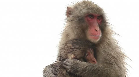 Japanese Macaque (Snow Monkey) Vídeo Stock 65426348