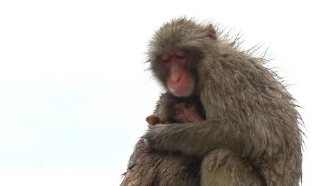 Japanese Macaque (Snow Monkey) Stock-Footage 65426369