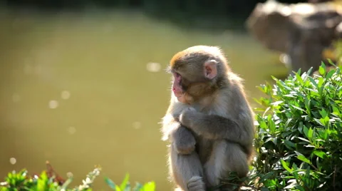 Japanese Macaque (Snow Monkey) Stock-Footage 65426522