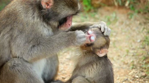 Japanese Macaque (Snow Monkey) Stock Footage 65426531