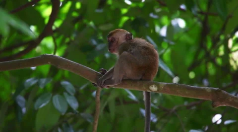 Japanese Macaque (Snow Monkey) Stock-Footage 65426793