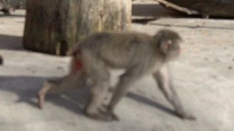 Japanese Macaque is walking Stock Footage 107390953