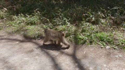 Japanese Macaque Walking Through Forest in Kamikochi, Japan Stock Footage 329773629