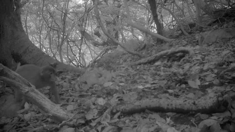 Japanese Macaque Walking by Trail Camera - Japan Wildlife Clip Stock Footage 312361051
