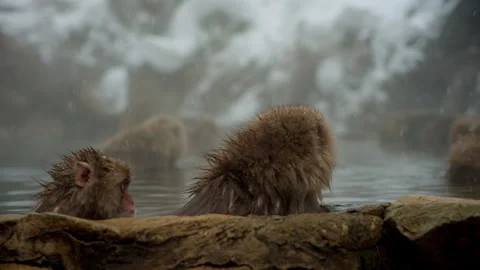 Japanese Macaque in Winter Onsen Stock Footage 306350468