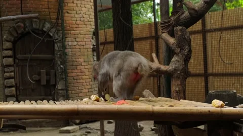 Japanese macaques Video stock 137653823
