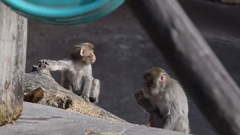 Japanese macaques group Stock Footage 89746222