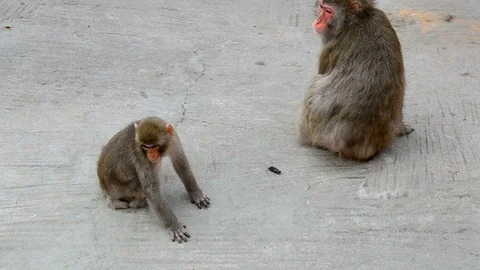 Japanese macaques group Stock Footage 90338301