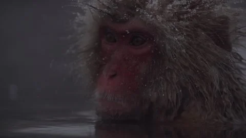 Japanese macaques in hot spring 2 Stock Footage 132076991