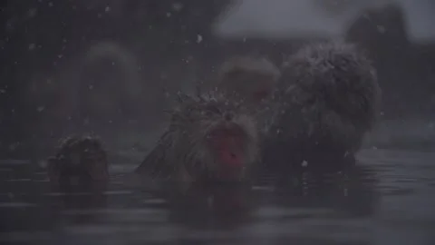 Japanese macaques in hot spring 3 Stock Footage 132077076
