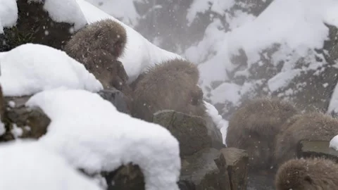 Japanese Macaques in Hot Spring During Snow Storm 4k Telephoto Lens Shot Stock Footage 338262002
