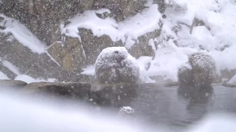 Japanese Macaques in Hot Spring During Heavy Snowfall Telephoto Shot Vidéo 338262051