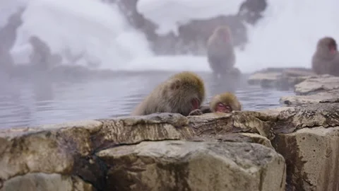 Japanese Macaques (Macaca fuscata) Bathing in Hot Spring, in Mountains of Nagano Vídeo Stock 171044349