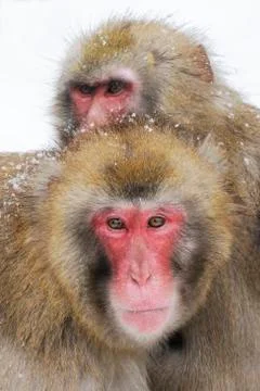 Japanese macaques (macaca fuscata) in winter Stock Photos