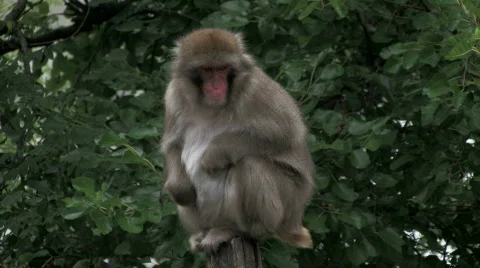 Japanese macaques monkey Stock Footage