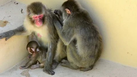Japanese macaques, monkey that protects your son from intruders in zoo, Stock Footage 80455328