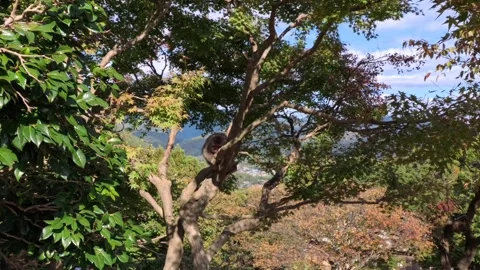 Japanese macaques rest on forest branches in soft light above hillside Stock Footage 323822850