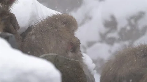 Japanese Macaques Sitting in Hot Spring During Heavy Snowfall 4k Footage Stock Footage 338262189