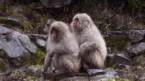 Japanese Macaques sitting together on rock during winter Stock Footage