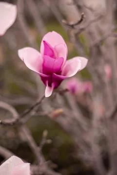 Japanese magnolia Stock Photos