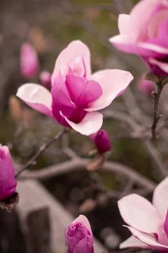 Japanese magnolia Stock Photos