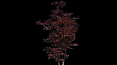 Japanese maple 01 Video stock 8681503