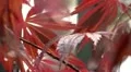 Japanese Maple 03 Dolly L HD Footage