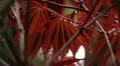 Japanese Maple 04 windy HD Footage