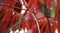 Japanese Maple 05 HD Footage